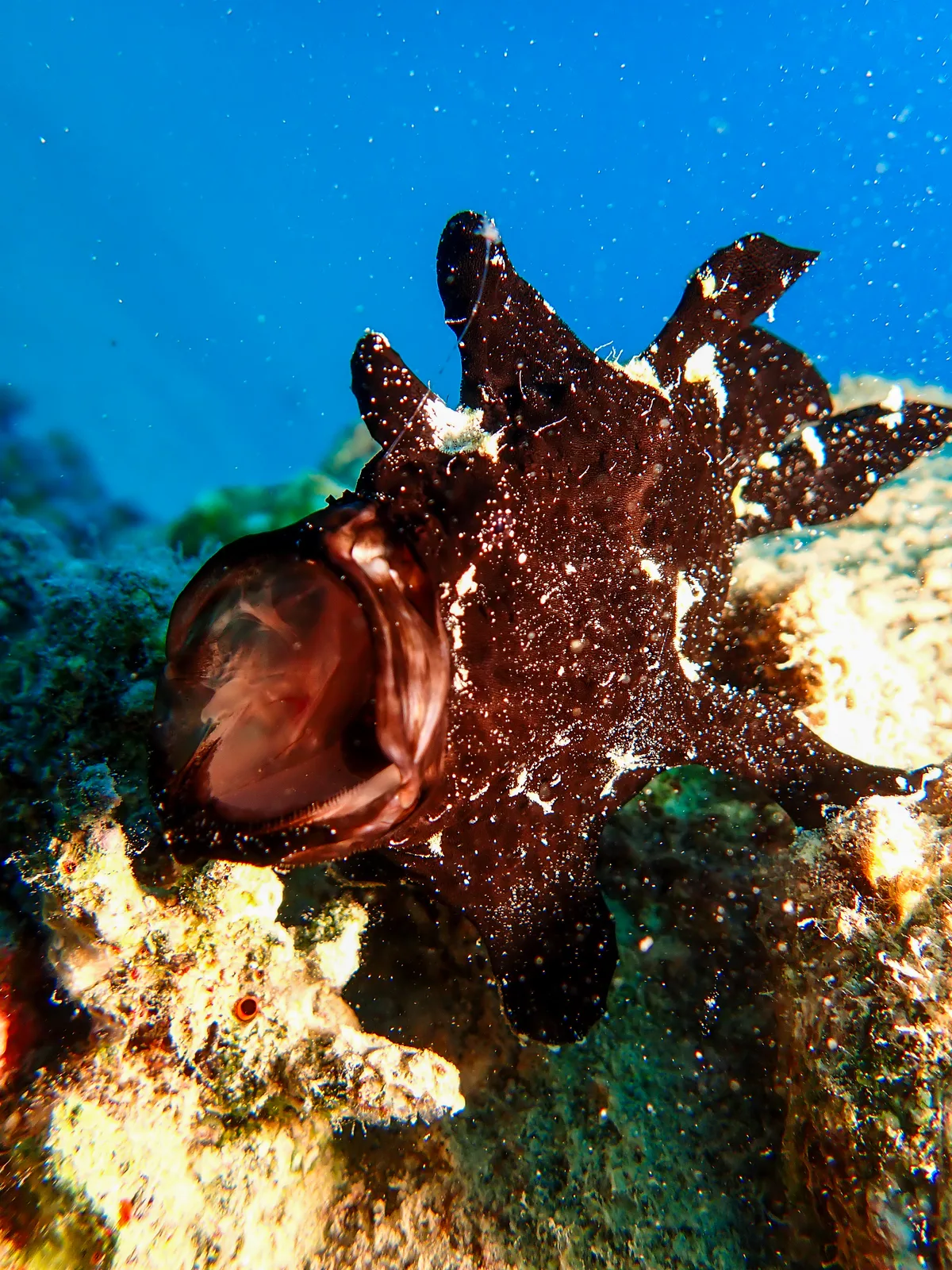 Giant Frogfish