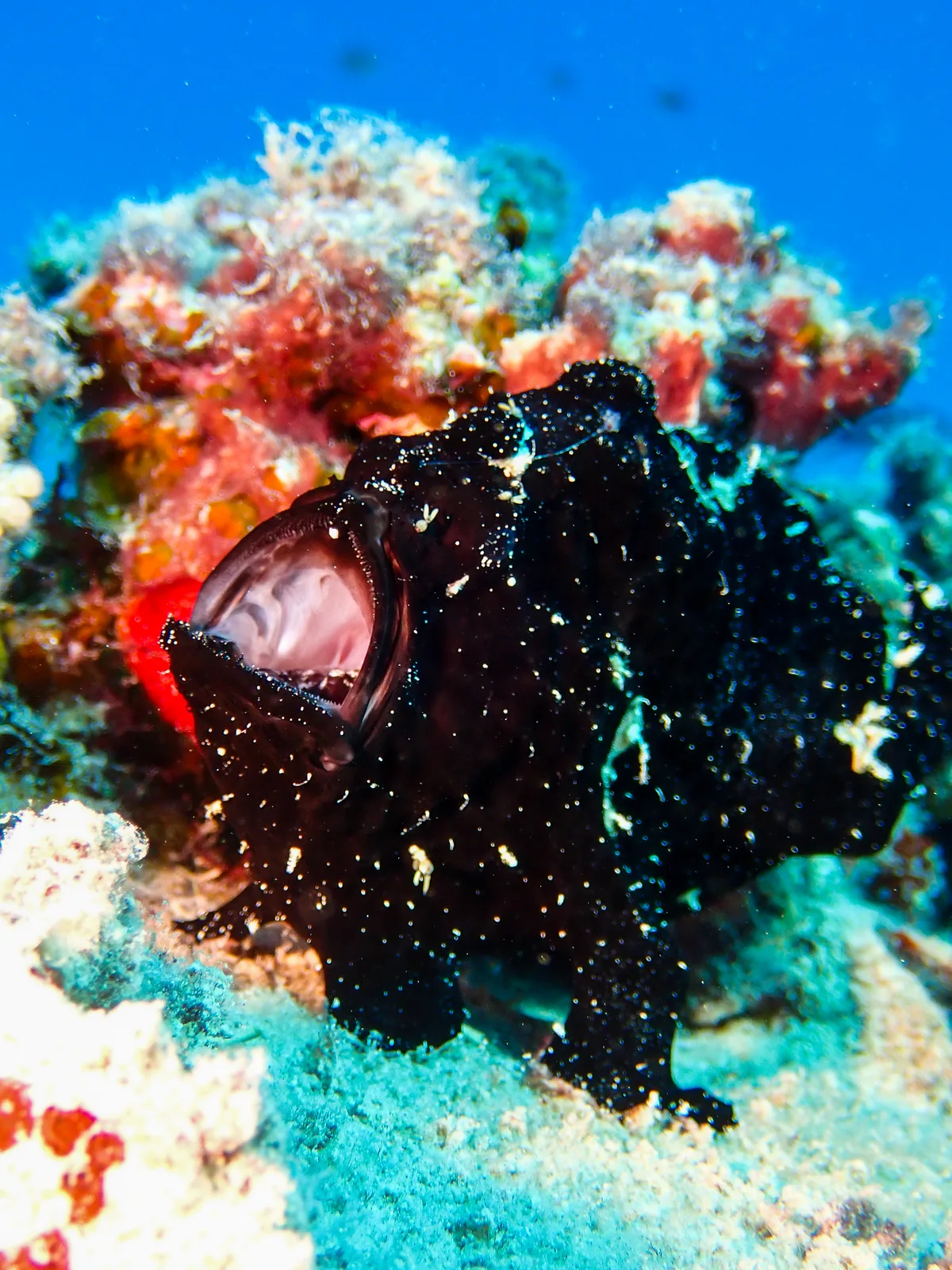 Giant Frogfish