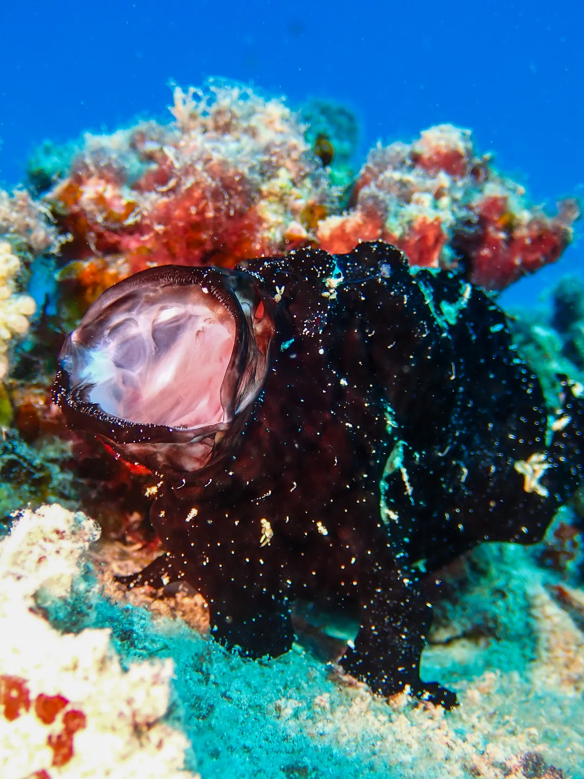Giant Frogfish
