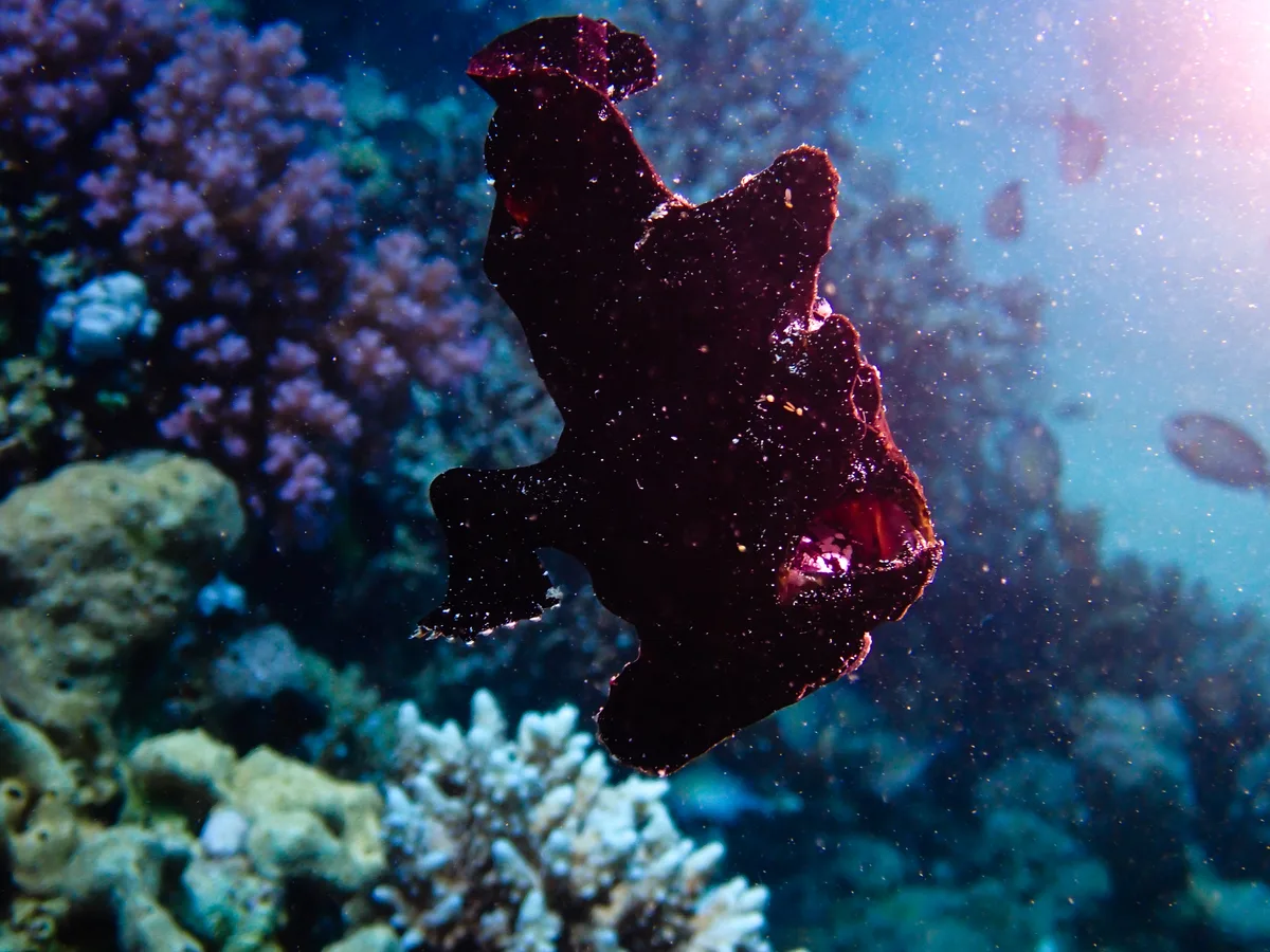 Giant Frogfish