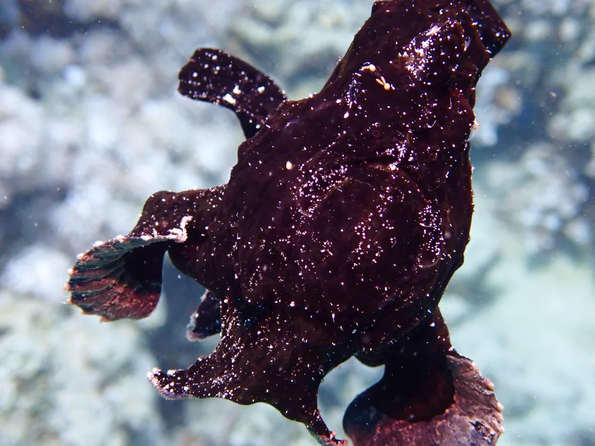 Giant Frogfish