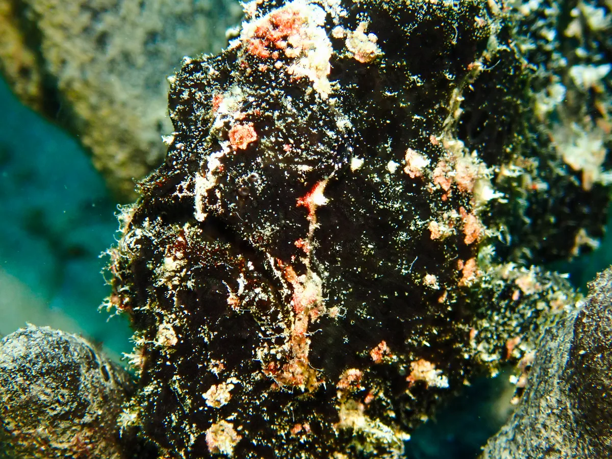 Giant Frogfish