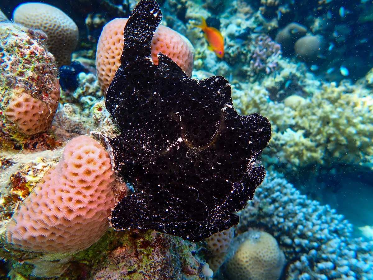 Giant Frogfish