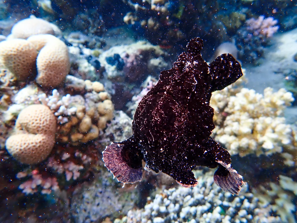 Giant Frogfish