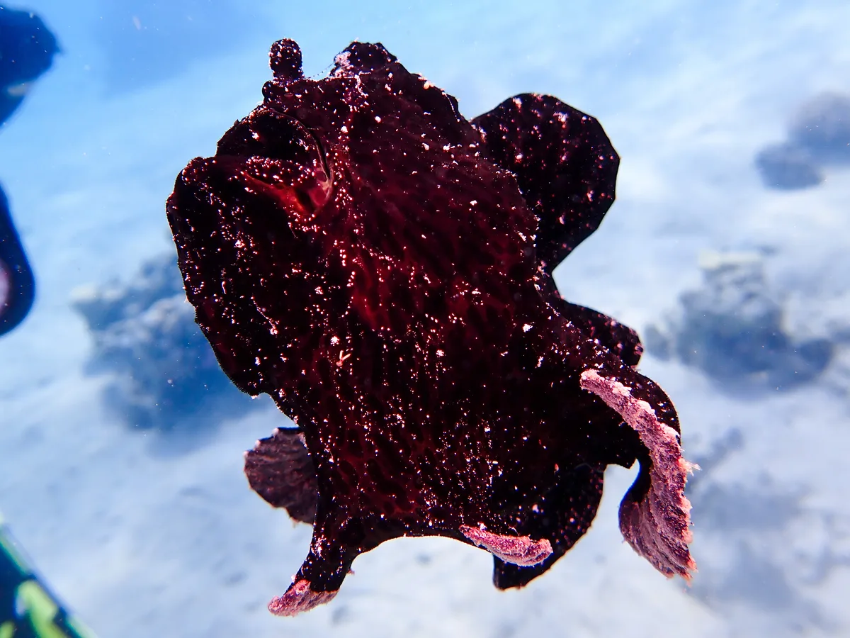 Giant Frogfish