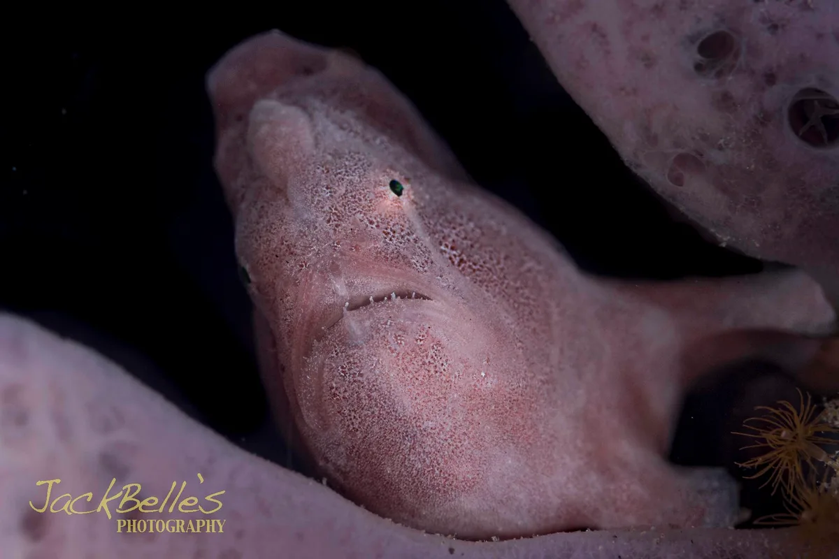 Antennarius commerson