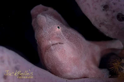 Antennarius commerson