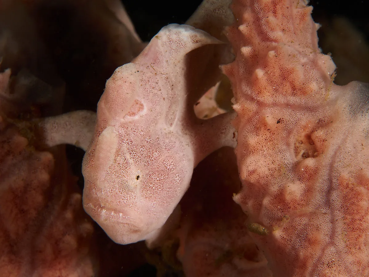 Antennarius commerson