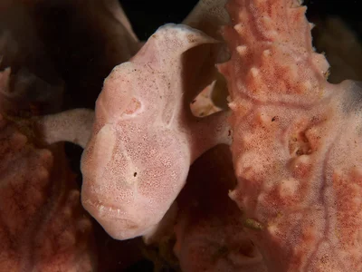 Antennarius commerson