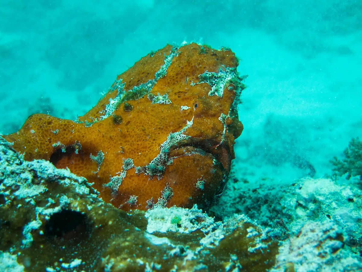 Antennarius commerson