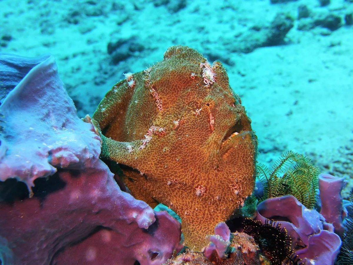 Antennarius commerson