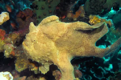 Antennarius commerson