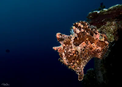 Commerson's Frogfish - Antennarius commerson