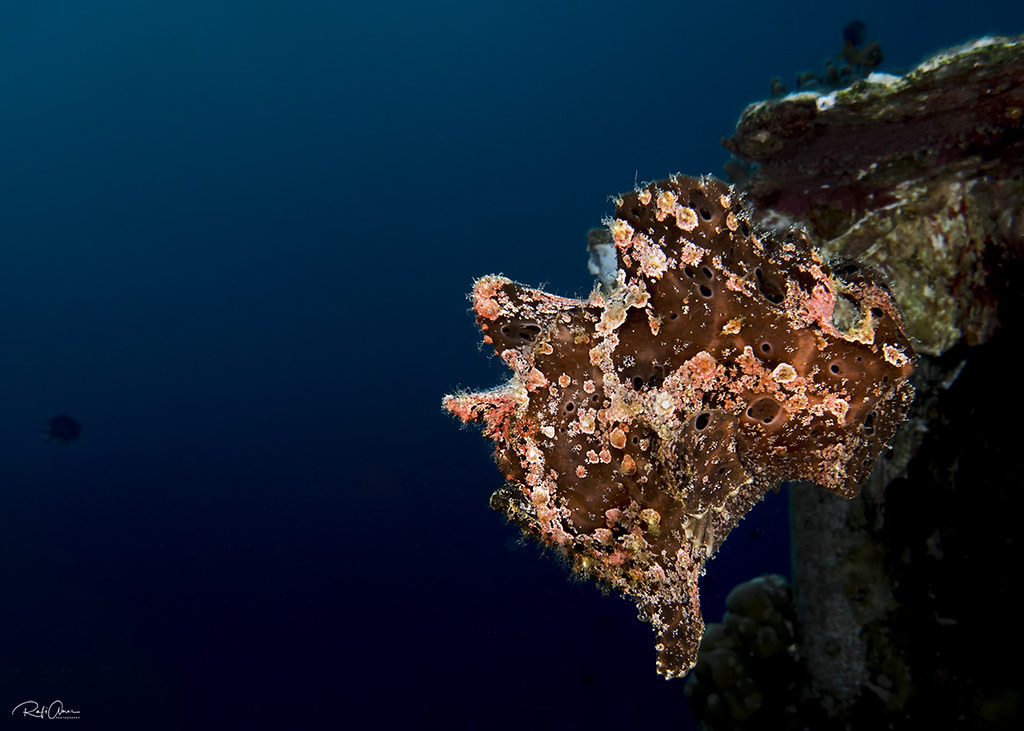 Commerson's Frogfish - Antennarius commerson