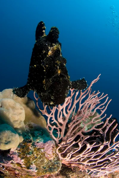 Antennarius commerson