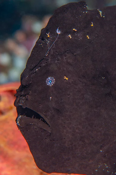Antennarius commerson