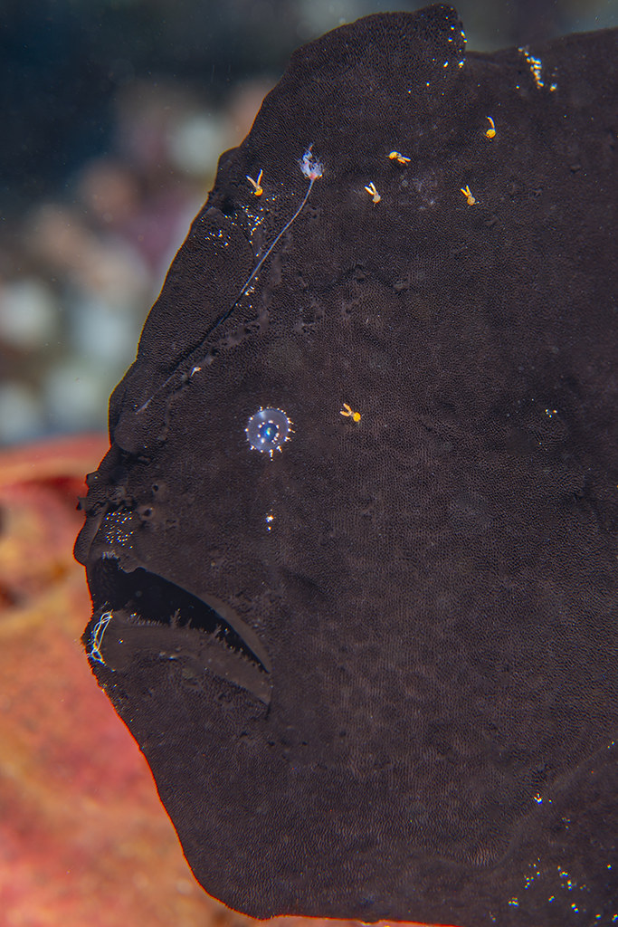 Antennarius commerson