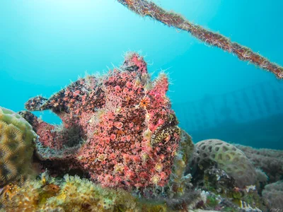 Commerson's Frogfish - Antennarius commerson