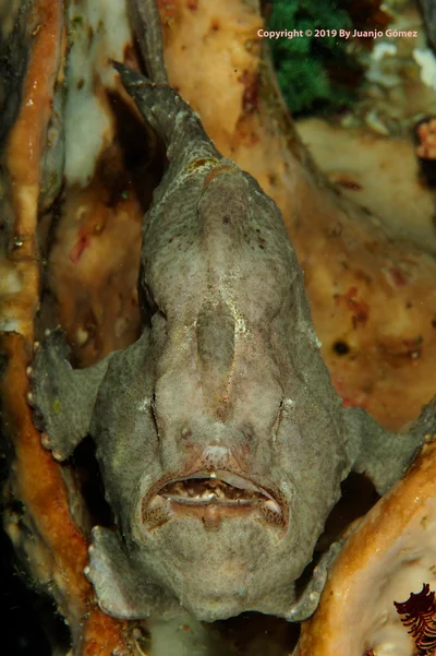 Frogfish (Antennarius commerson)