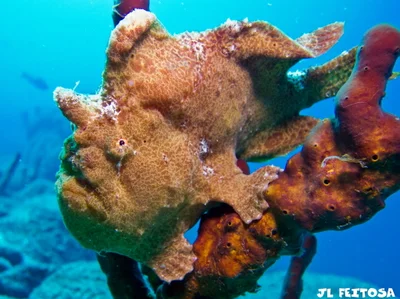 Antennarius commerson