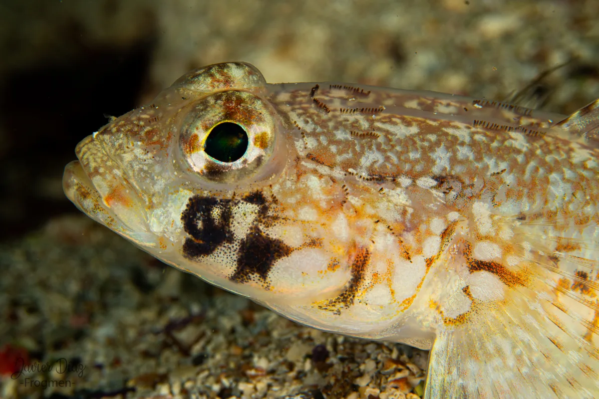 Giant Goby