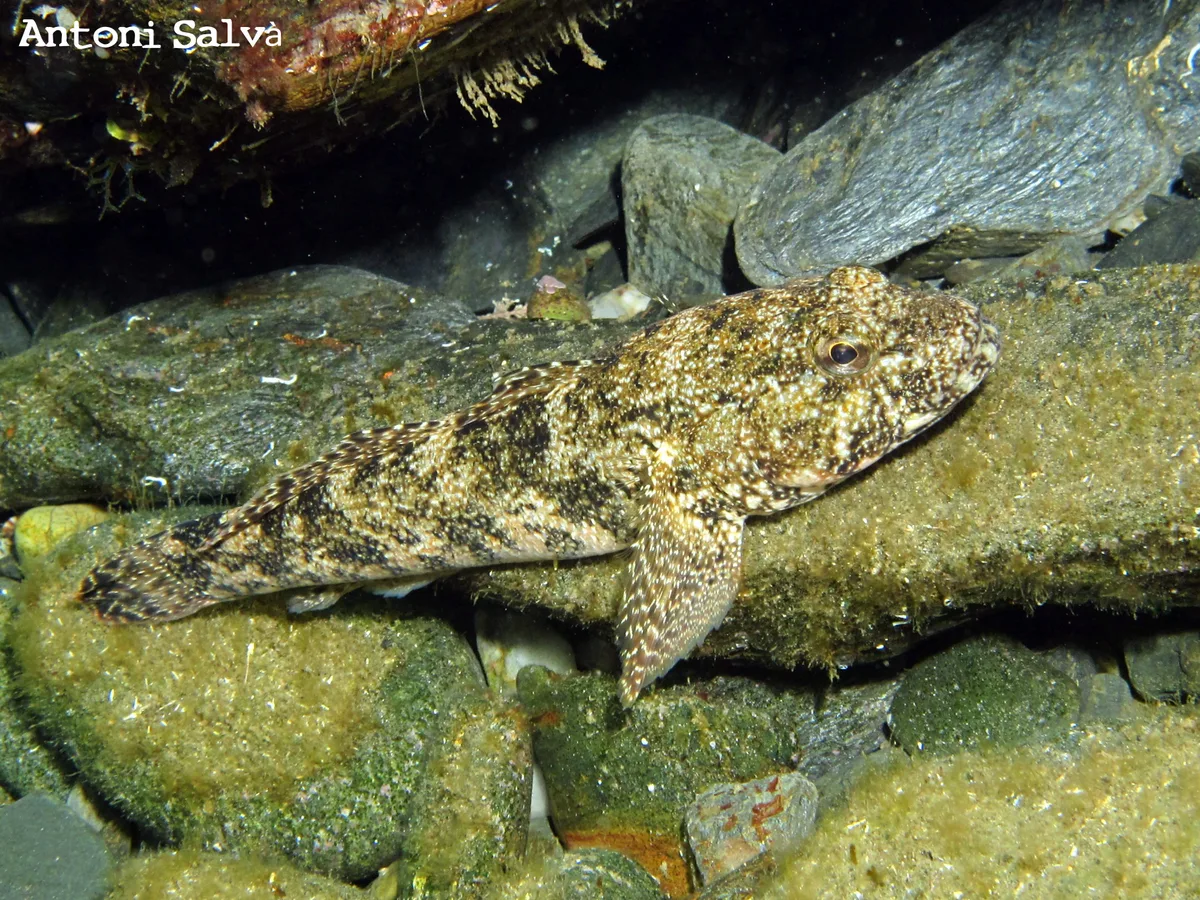 Giant Goby