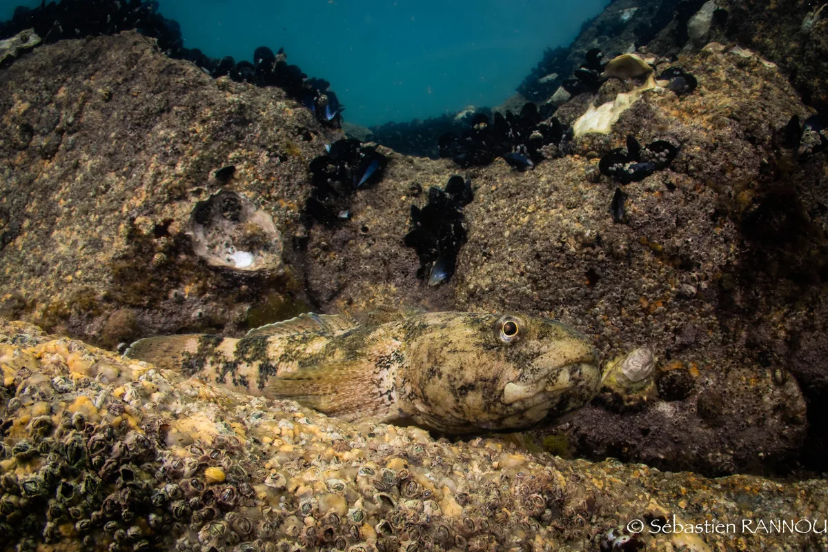 Giant Goby