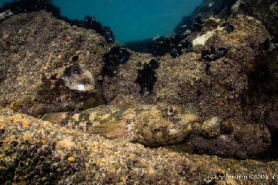 Giant Goby
