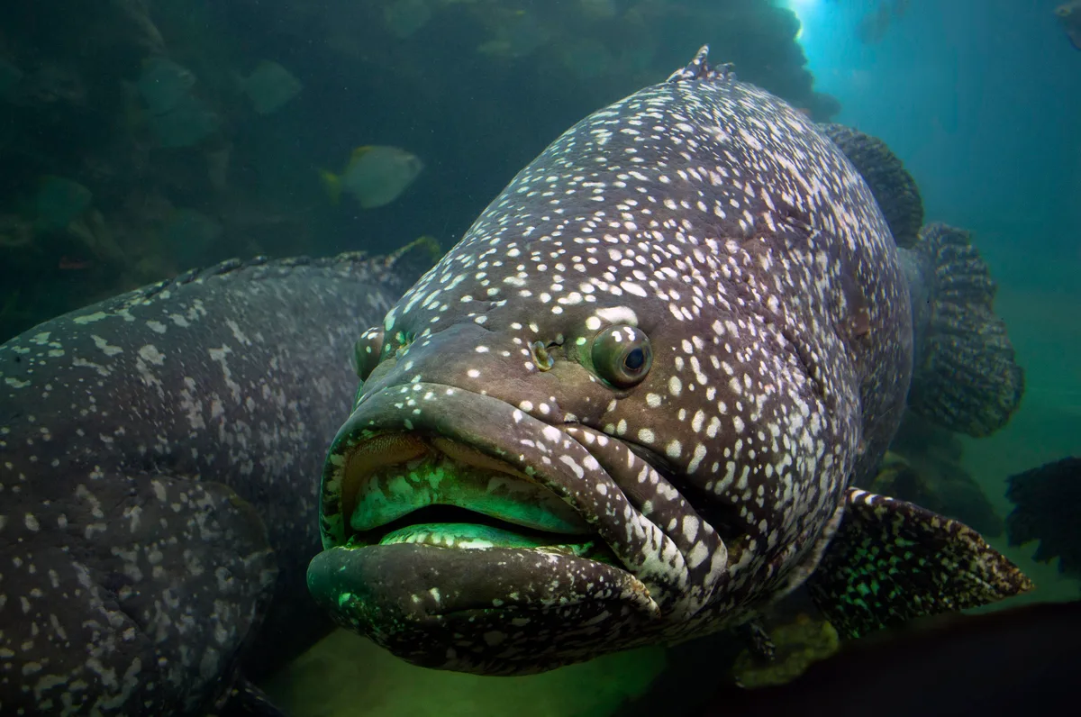 Giant Grouper