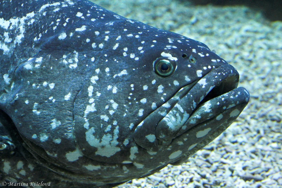 Epinephelus lanceolatus