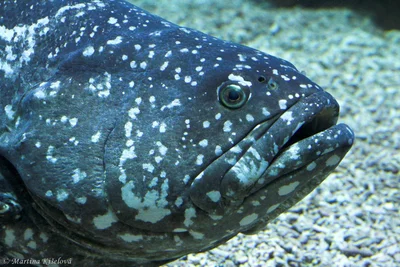 Epinephelus lanceolatus