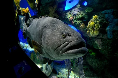 Ripley's Aquarium - Toronto