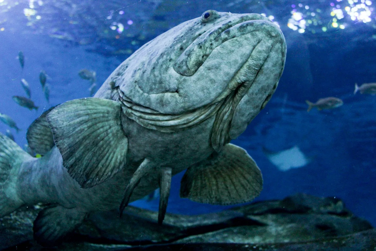 Giant Grouper (Epinephelus lanceolatus)