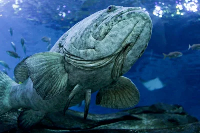 Giant Grouper (Epinephelus lanceolatus)
