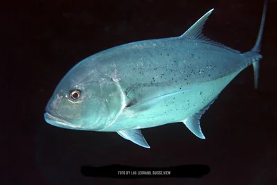 Caranx Ignobilis