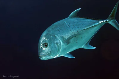 caranx ignobilis
