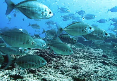 Caranx ignobilis