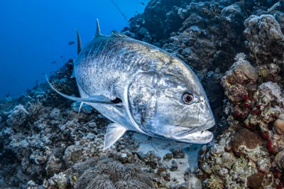 Giant trevally fish-Carangue à grosse tête (Caranx ignobilis)