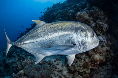 Giant trevally-Carangue à grosse tête (Caranx ignobilis)