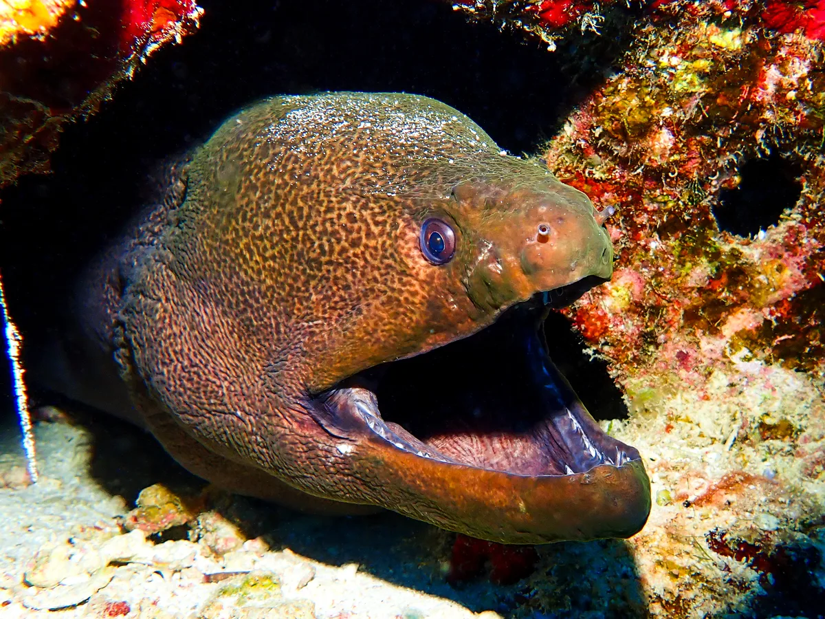 Giant moray