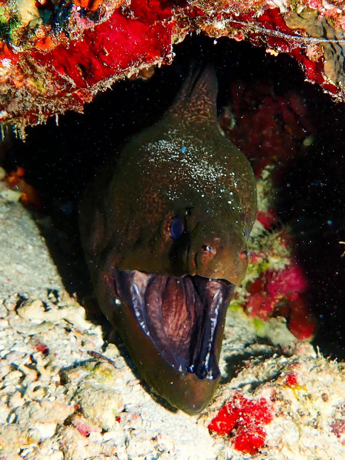 Giant moray