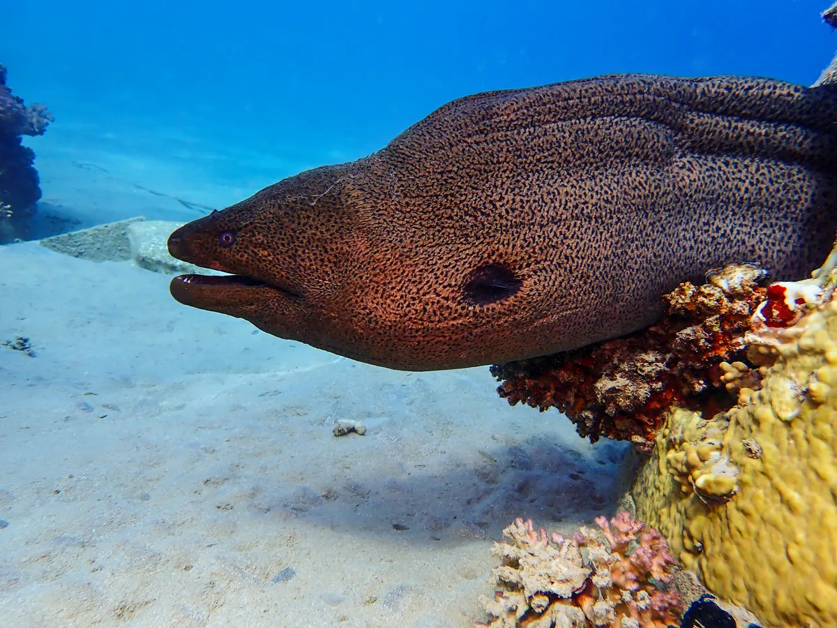 Giant moray