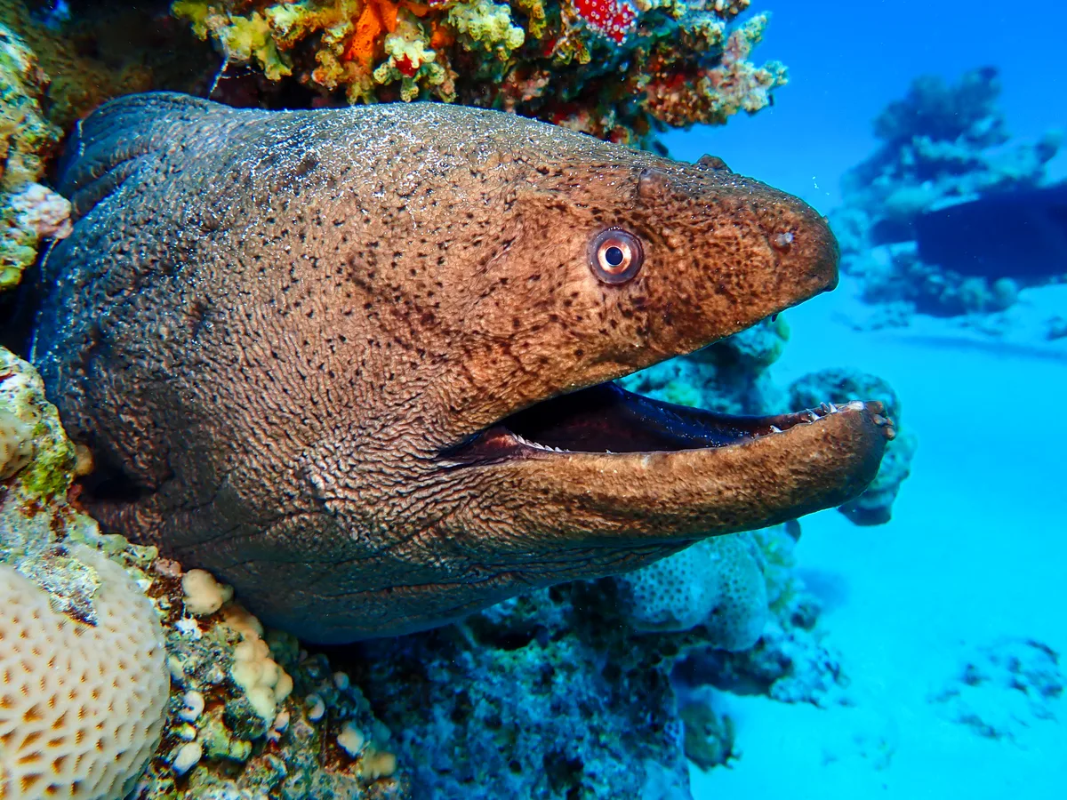 Giant moray
