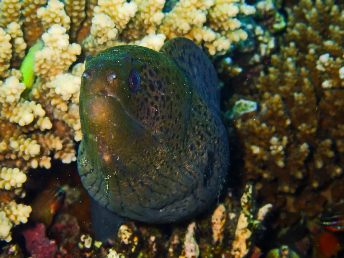 Giant moray
