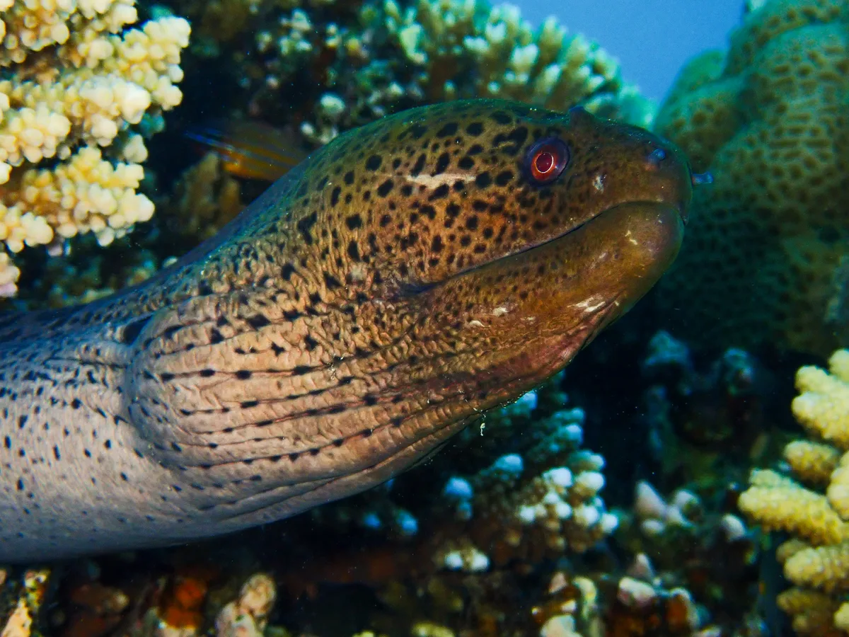 Giant moray