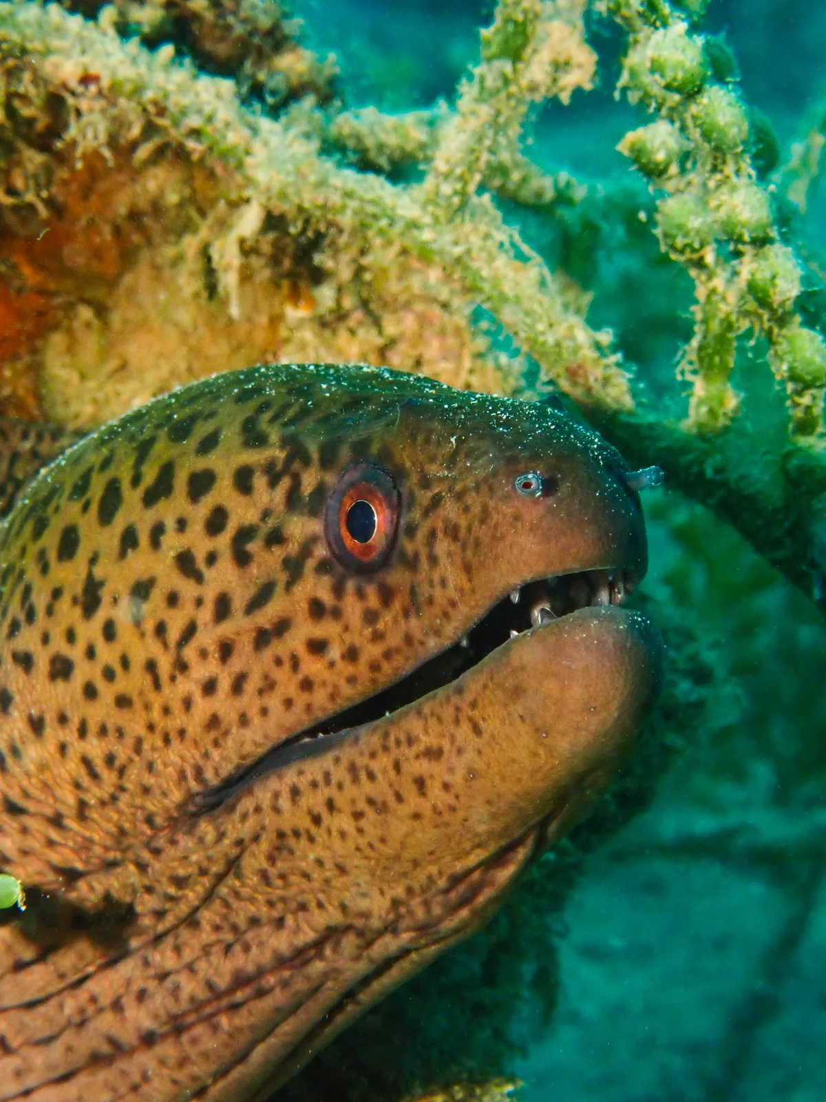 Giant moray
