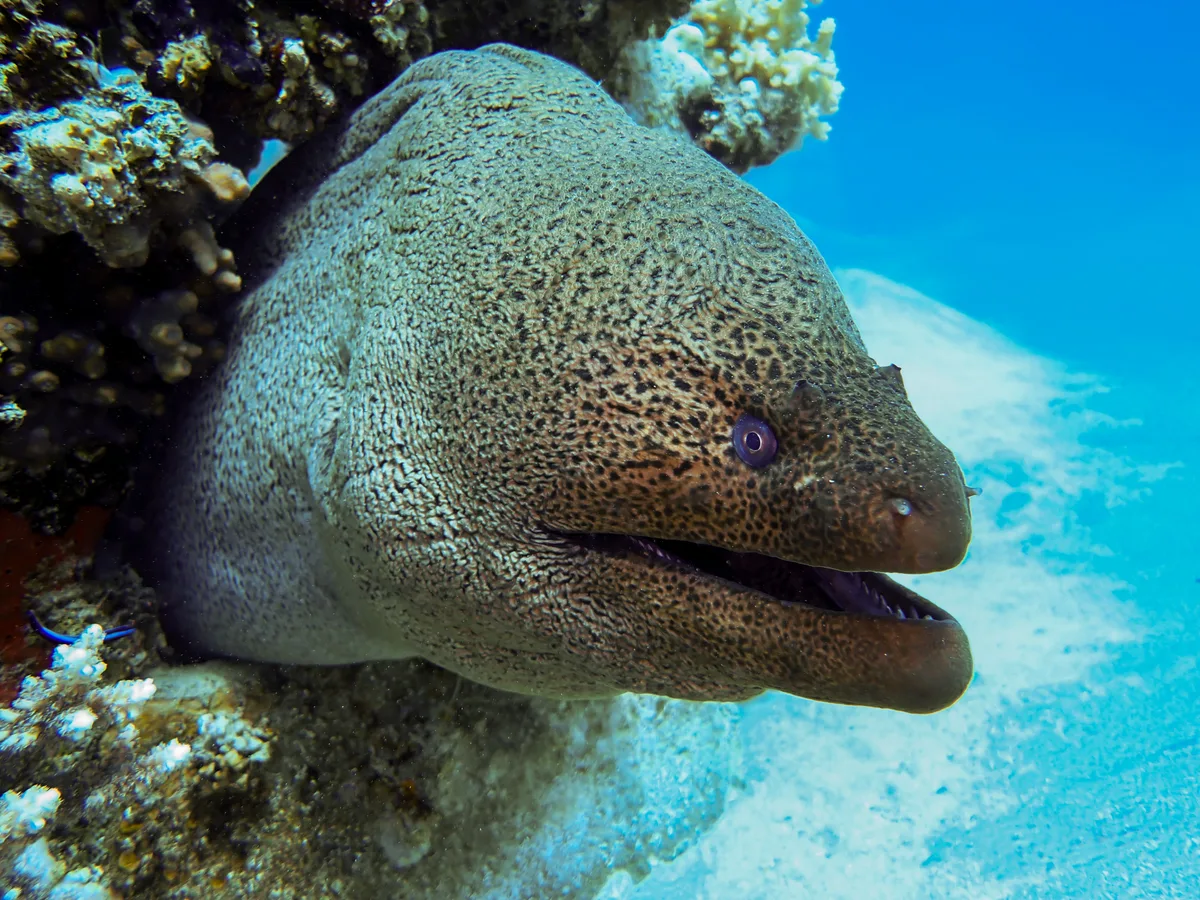 Giant Moray