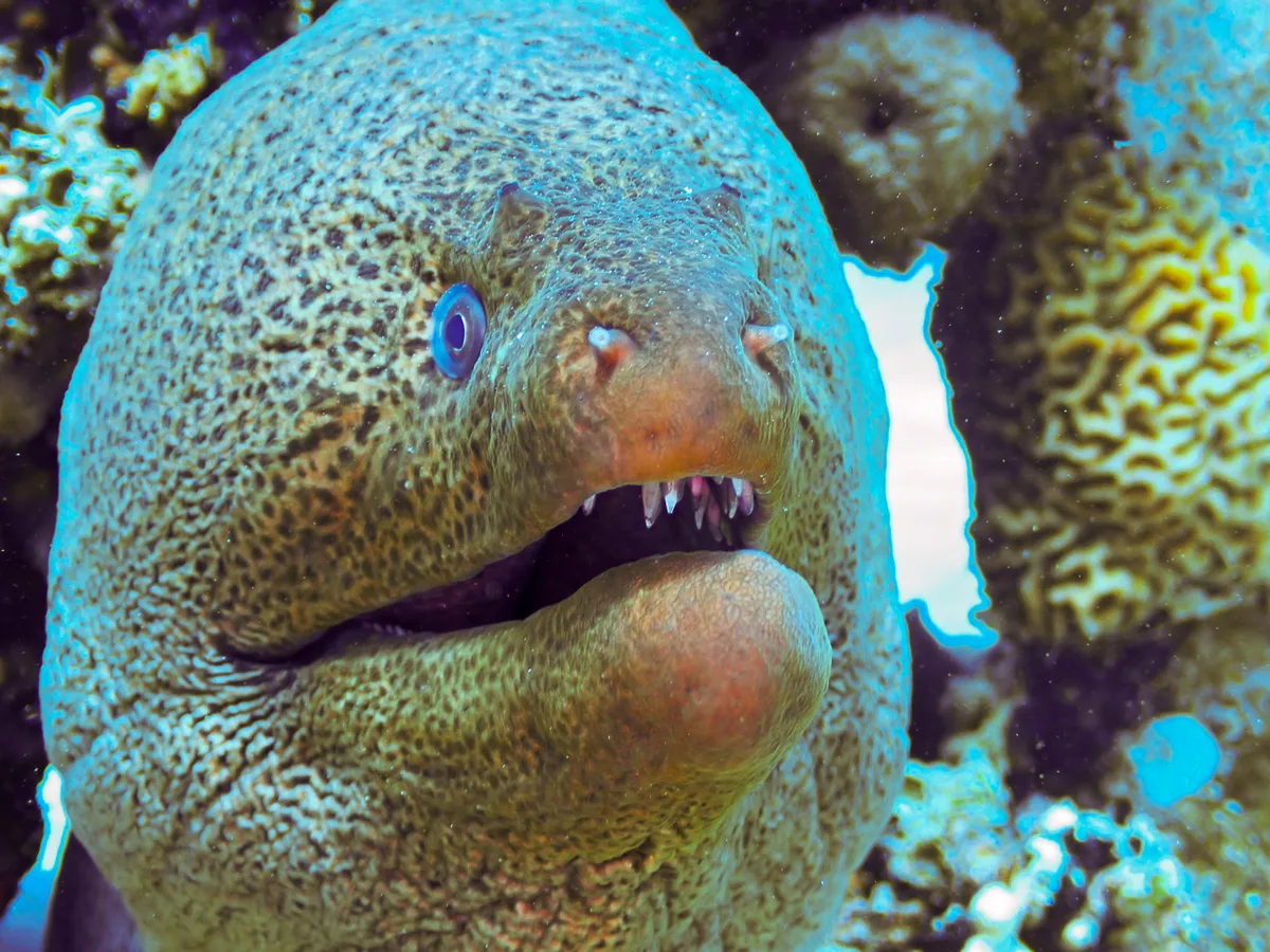 Giant Moray
