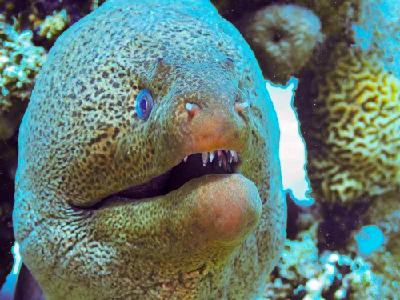 Giant Moray