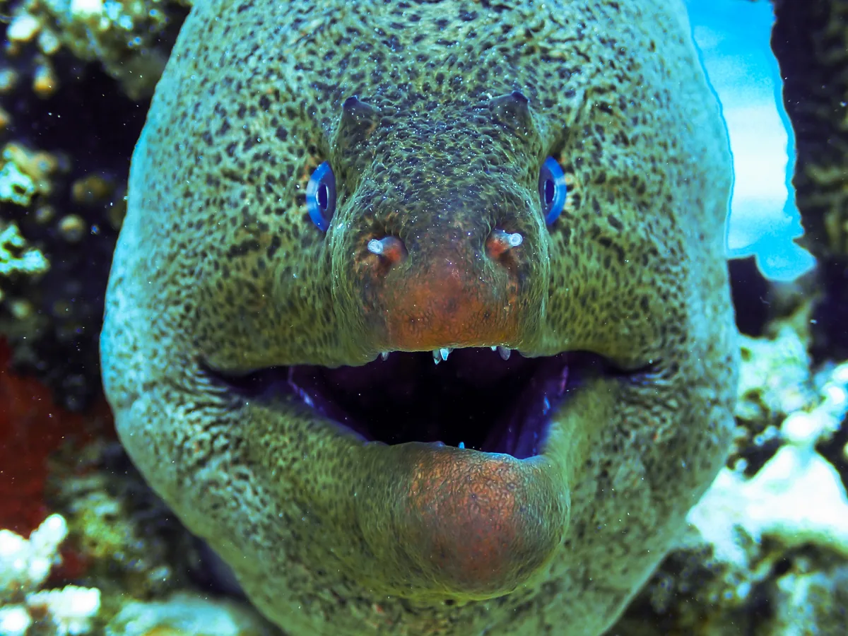 Giant Moray
